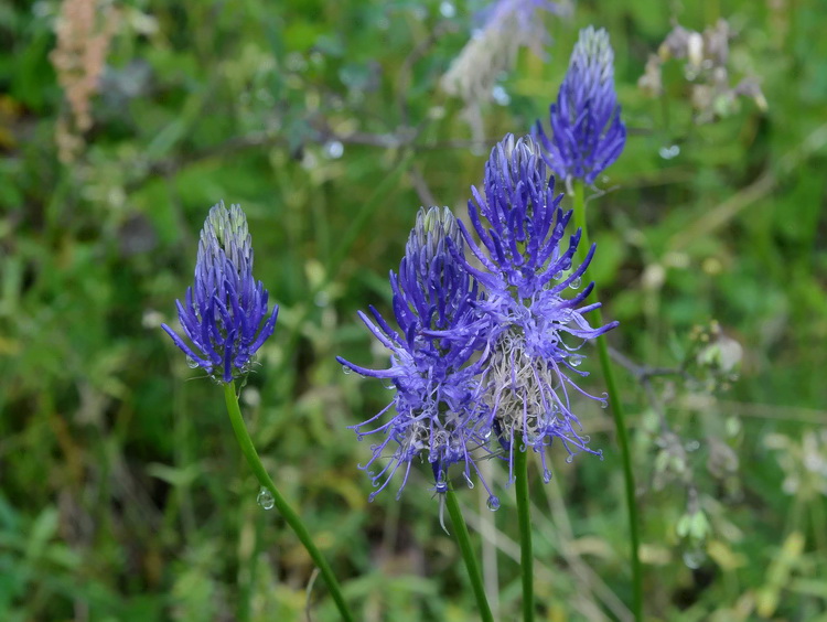 Phyteuma scorzonerifolium / Raponzolo a foglie di scorzonera